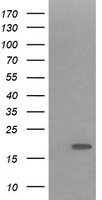 IL36 gamma (IL36G) antibody