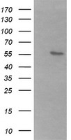 B3GALNT2 Antibody