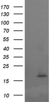 NY-ESO-1 (CTAG1B) antibody