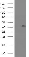 RASSF8 antibody