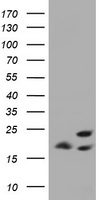 ICT1 (MRPL58) antibody