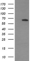 MAPK4 Antibody