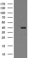 THUMPD1 antibody