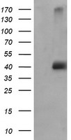 JNK2 (MAPK9) antibody