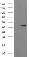 Synaptotagmin 4 (SYT4) antibody