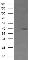 MEK3 (MAP2K3) antibody