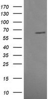 MAPK4 Antibody