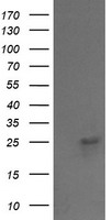 VPS28 antibody