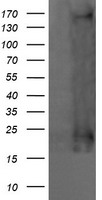 p21 Ras (HRAS) antibody