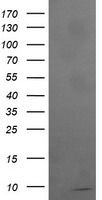ROMO1 Antibody