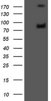 GLB1 Antibody