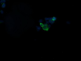 NIPSNAP2 antibody