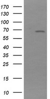 NDOR1 Antibody