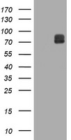 C16orf9 Antibody