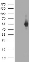 Tapasin Related Protein (TAPBPL) antibody