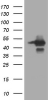 TRIM44 antibody