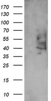 PTGES2 antibody