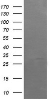 ARMC1 antibody