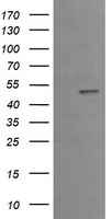 EGR2 Antibody