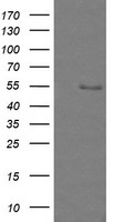 ZNF447 (ZSCAN18) antibody