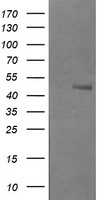 B3GNT1 (B3GNT2) antibody