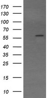 TRIM22 Antibody