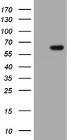 PIP3E (IPCEF1) antibody