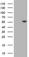 ATP6V1B2 antibody