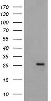MRPS34 antibody