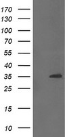 CGI 62 (ZC2HC1A) antibody