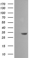 SDSL antibody