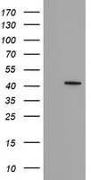 CGI 62 (ZC2HC1A) antibody