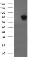 ALX4 Antibody