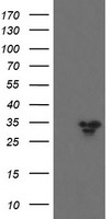 SLAP2 (SLA2) antibody