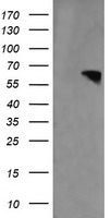 RTKN Antibody