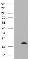 POLR1H antibody