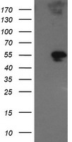 SCYL1BP1 Antibody