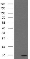 C1ORF151 (MINOS1) antibody