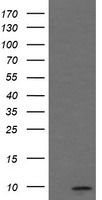 C1ORF151 Antibody