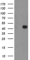 RAB3IL1 Antibody