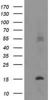 C20orf30 (TMEM230) antibody