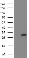 COMMD1 antibody