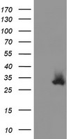COMMD1 antibody