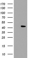 C2orf43 (LDAH) antibody