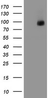 CD31 (PECAM1) antibody