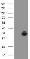 Syntenin (SDCBP) antibody