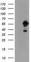 NONO Antibody