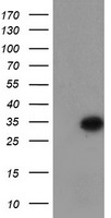 Myeloid leukemia factor 1 Antibody