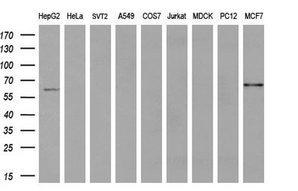 ACSF2 Antibody