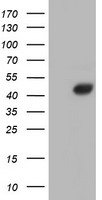 Fetuin A (AHSG) antibody